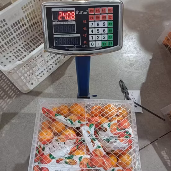 Usine de haute qualité et vente chaude de mandarine fraîche de qualité supérieure en Chine